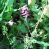 Fumaria agraria